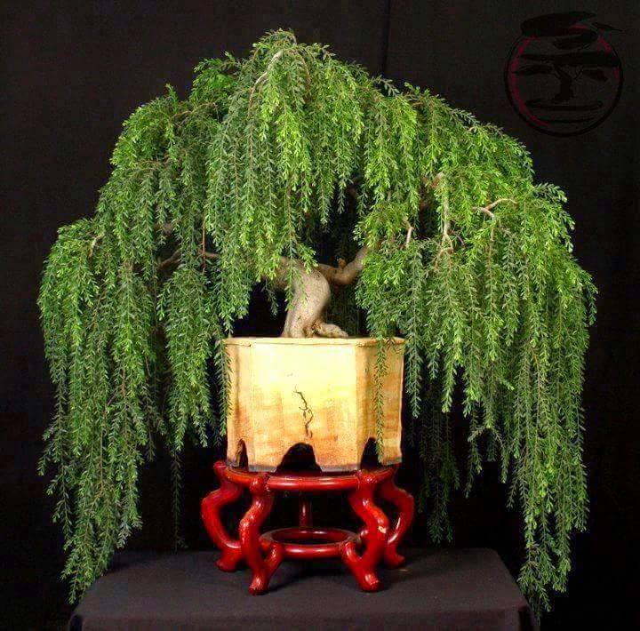 Bonsai Weeping Willow