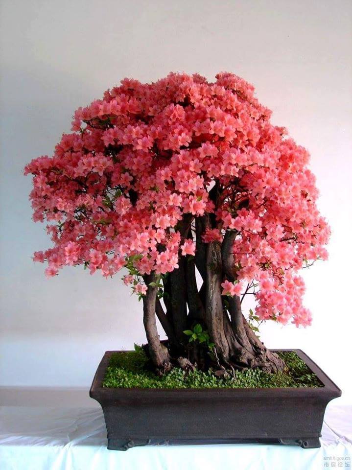 Flor de cerejeira- Sakura