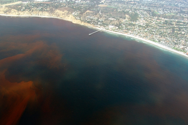 "Mare vermelha" como é chamado os locais onde essa alga se desenvolve.