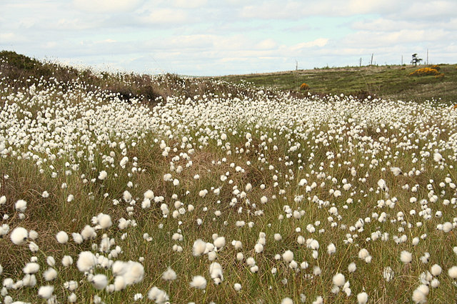 Campo de algodão