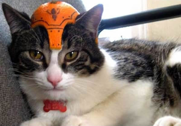 gato-capacete-medieval