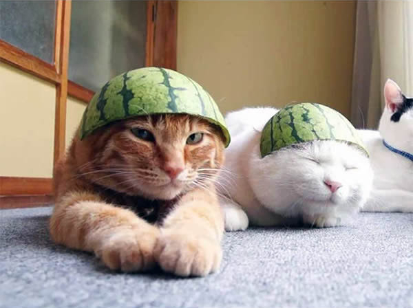 gato-capacete-melancia