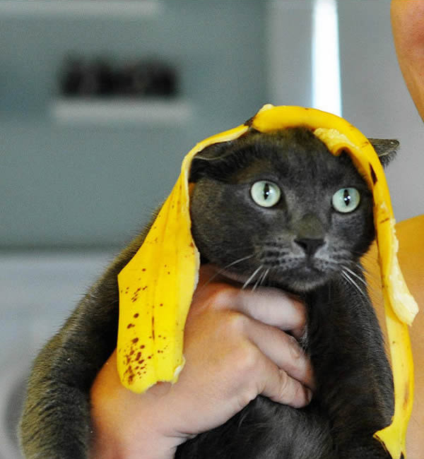 gato-loira-banana