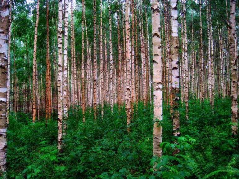 Arvores na floresta