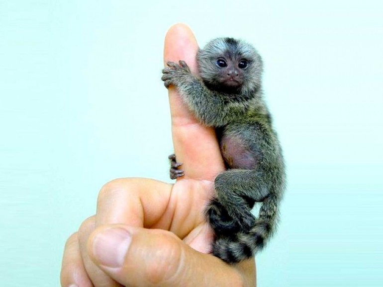 Sagui pigmeu ou macaco polegar