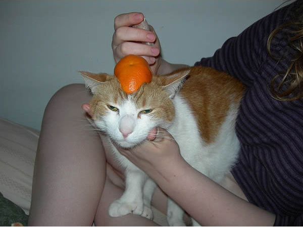 gato-capacete-mixirica