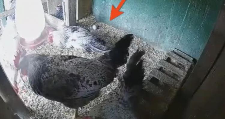Câmera mostra ovos no galinheiro