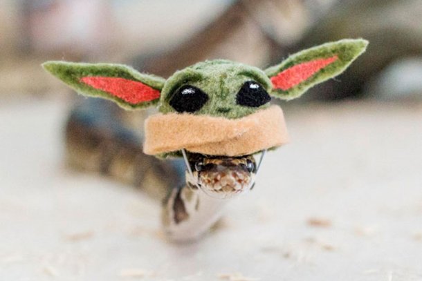 Cobra com chapéu do Baby Yoda