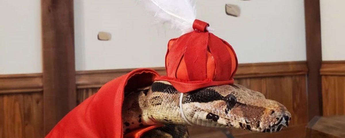 Cobras com chapéus
